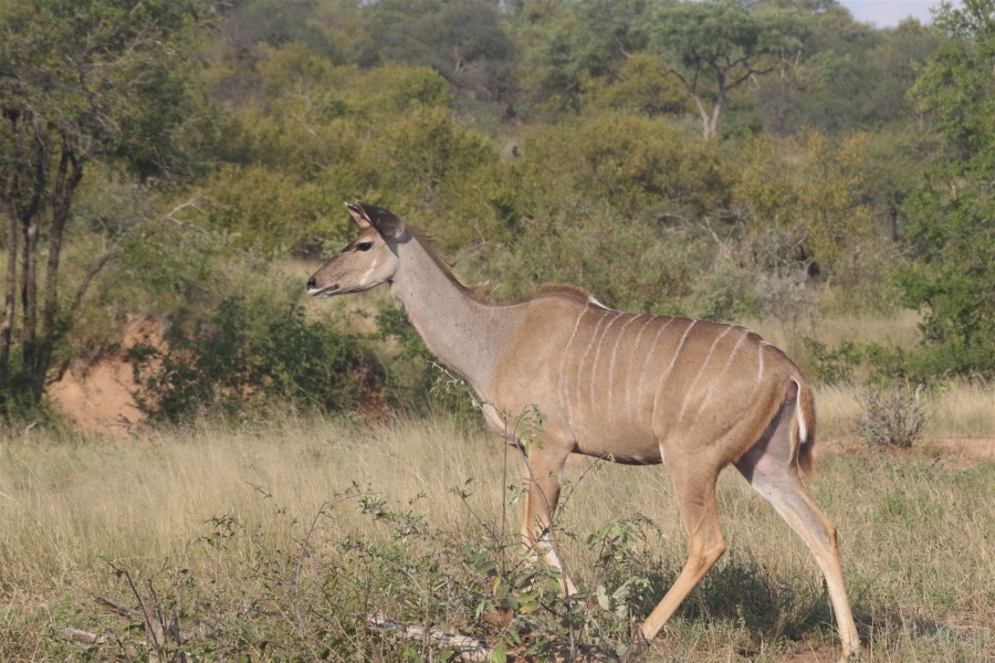 3 Bedroom Property for Sale in Parsons Game Reserve Limpopo