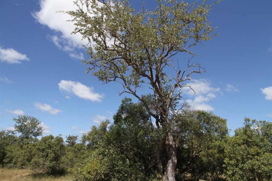 0 Bedroom Property for Sale in Moditlo Wildlife Estate Limpopo