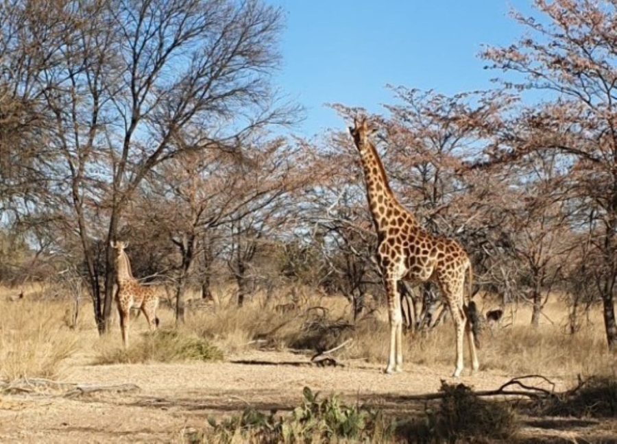 Commercial Property for Sale in Bela Bela Limpopo