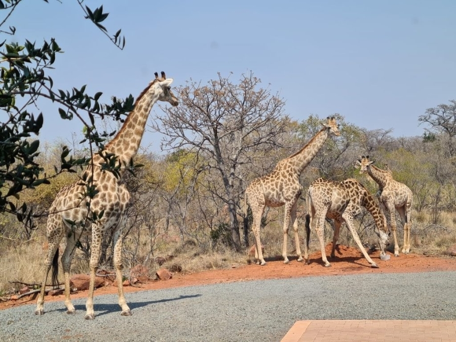 0 Bedroom Property for Sale in Verloren Estate Limpopo
