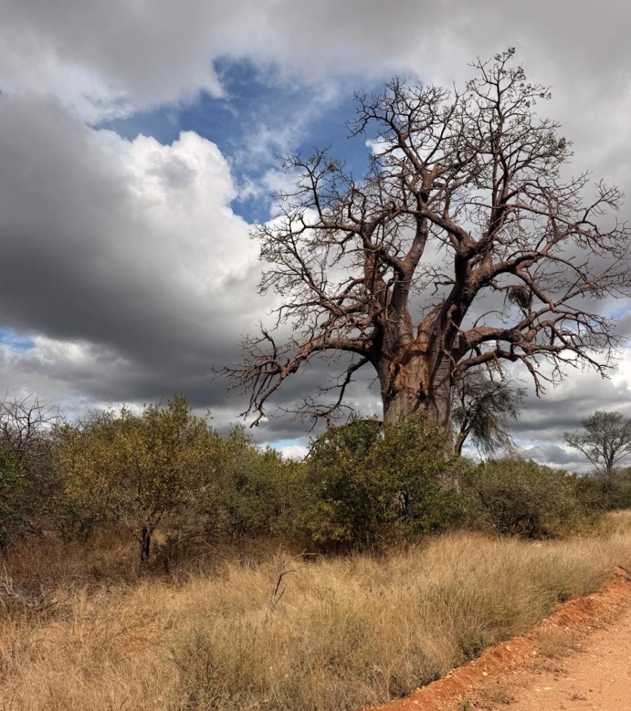 13 Bedroom Property for Sale in Mopane Limpopo