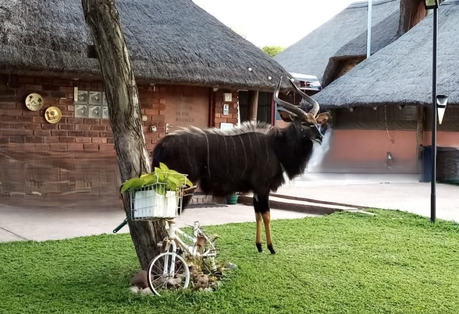 6 Bedroom Property for Sale in Constantia Resort Limpopo