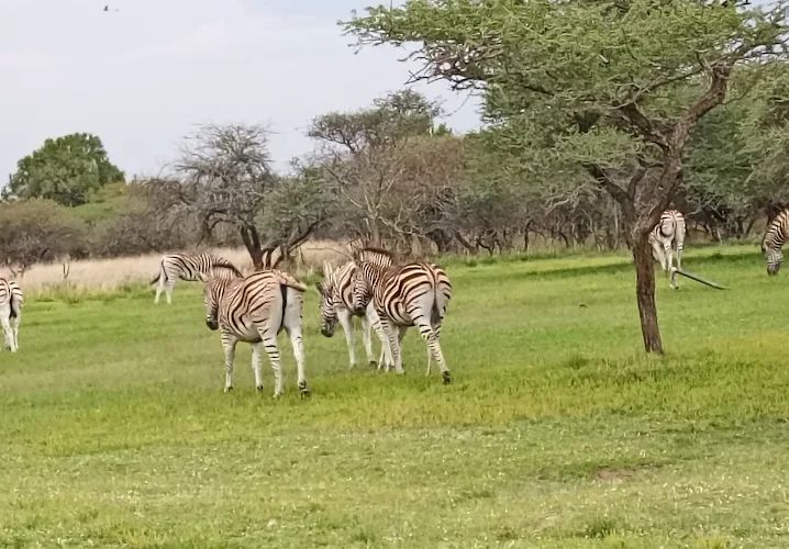 6 Bedroom Property for Sale in Constantia Resort Limpopo