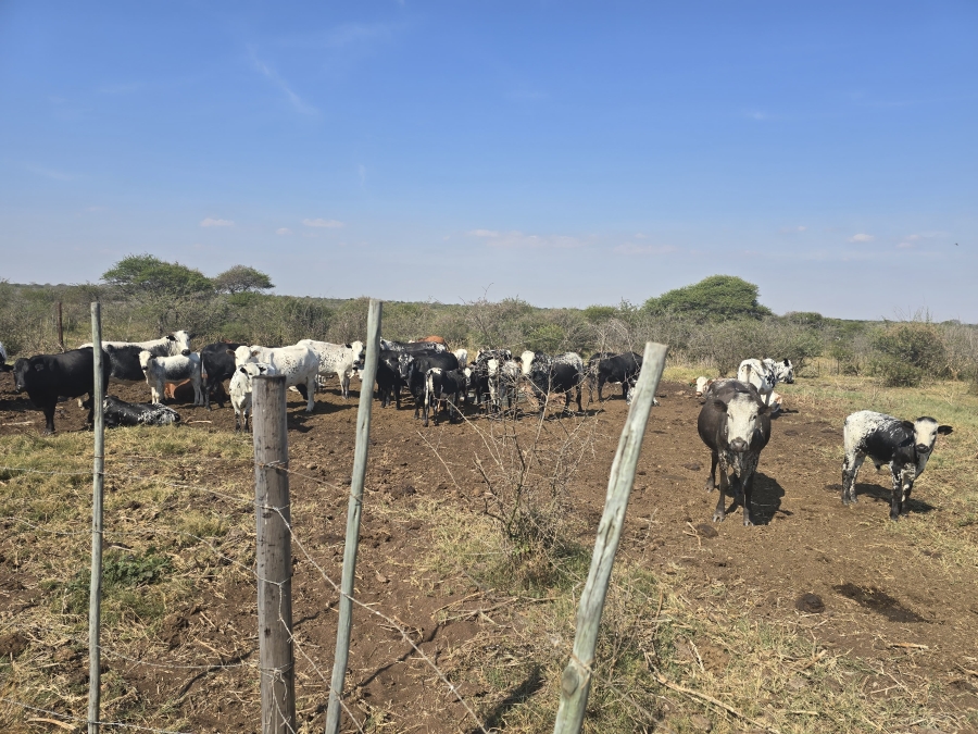 0 Bedroom Property for Sale in Dendron Limpopo