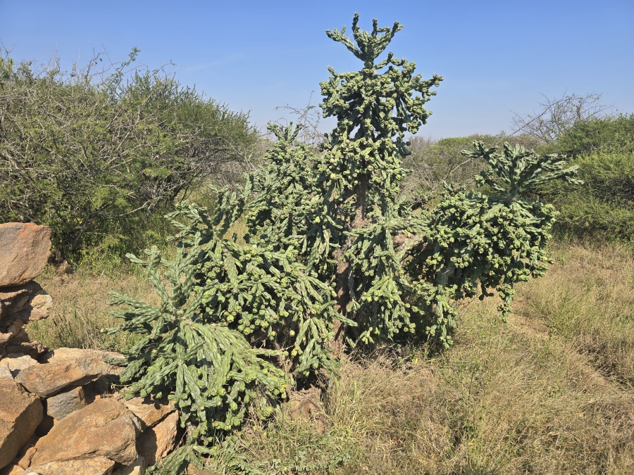 0 Bedroom Property for Sale in Dendron Limpopo