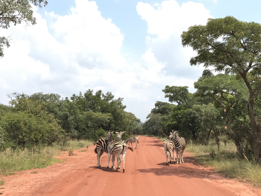 0 Bedroom Property for Sale in Verloren Estate Limpopo