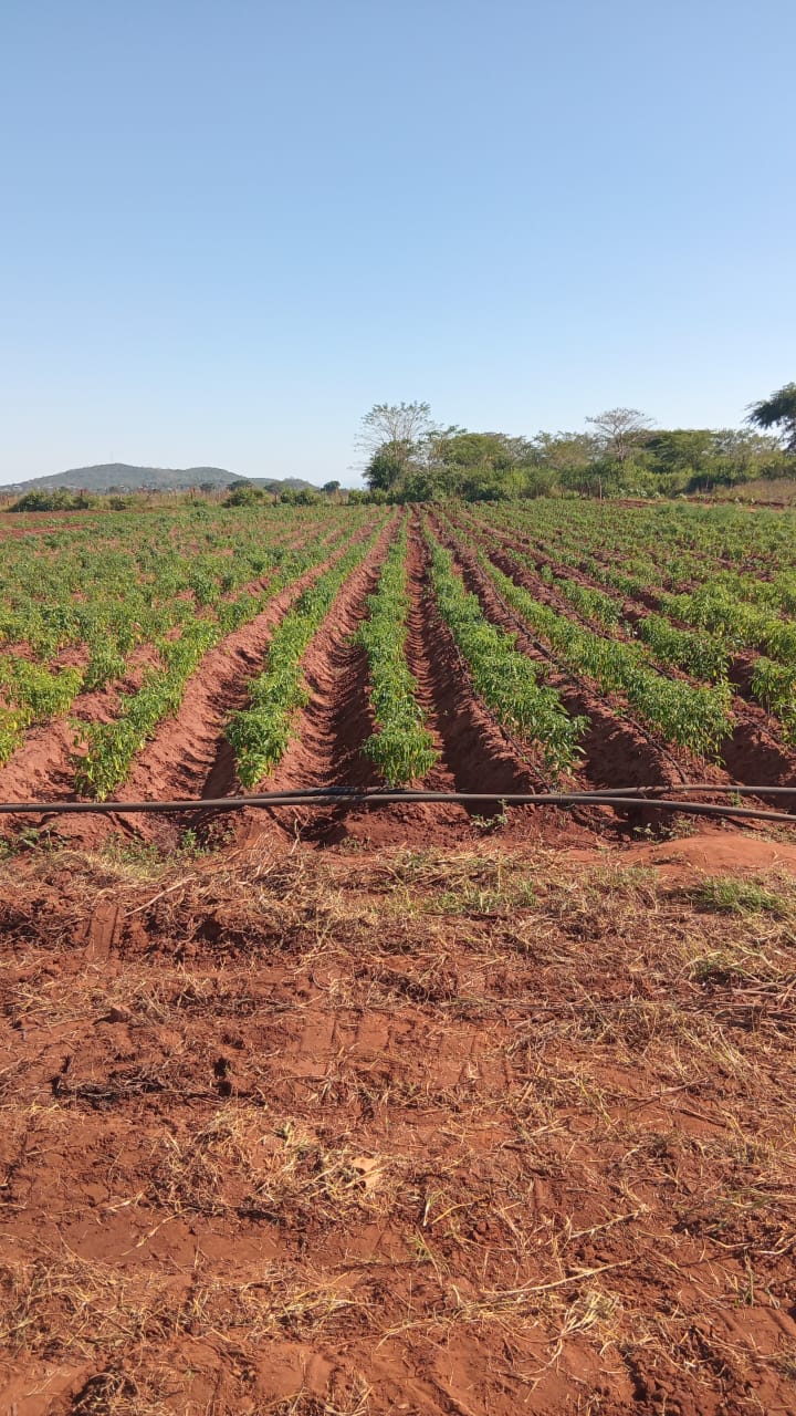 5 Bedroom Property for Sale in Tshifudi Limpopo