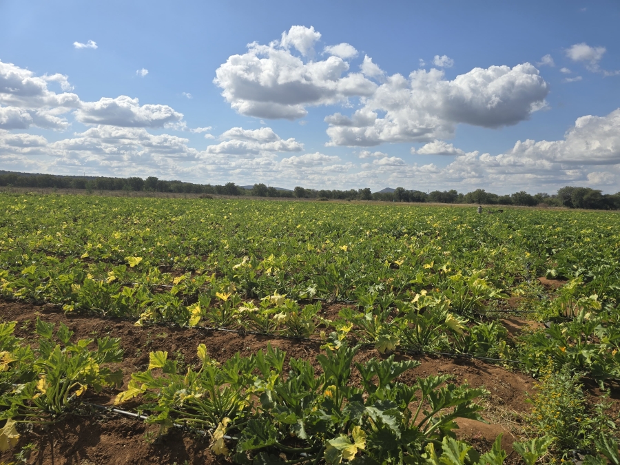 5 Bedroom Property for Sale in Mopane Limpopo