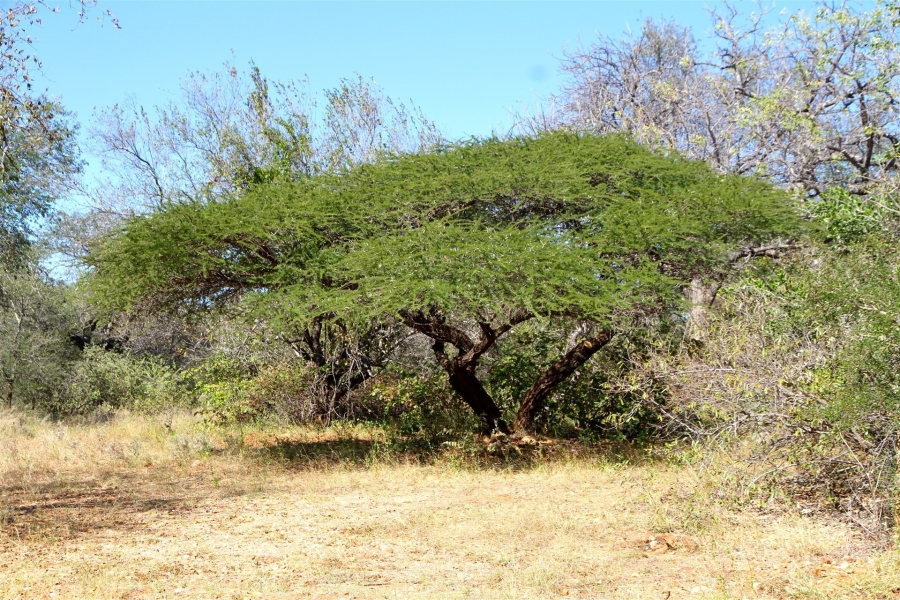 3 Bedroom Property for Sale in Ndlovumzi Limpopo