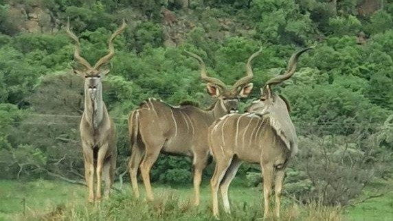 0 Bedroom Property for Sale in Verloren Estate Limpopo