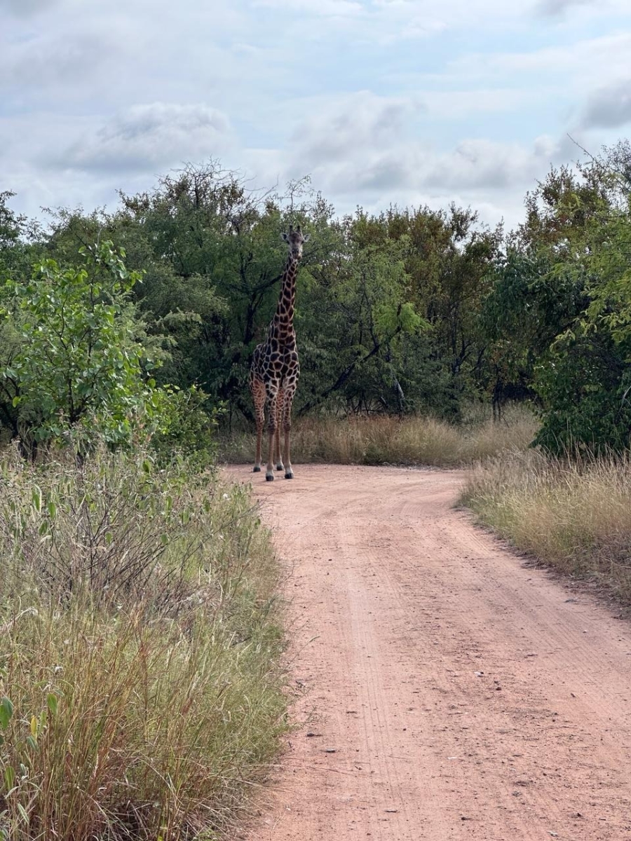 3 Bedroom Property for Sale in Phalaborwa Limpopo