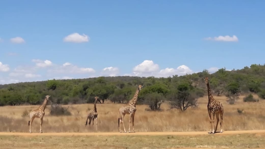 4 Bedroom Property for Sale in Modimolle Limpopo