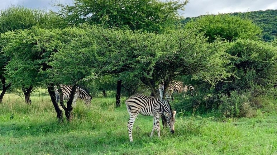 8 Bedroom Property for Sale in Intaba Indle Wilderness Estate Limpopo