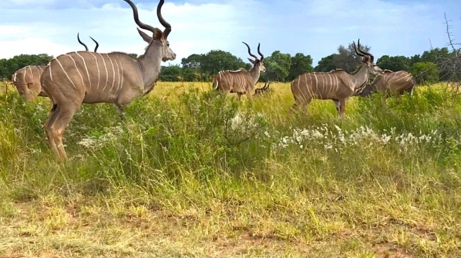 0 Bedroom Property for Sale in Mookgopong Limpopo