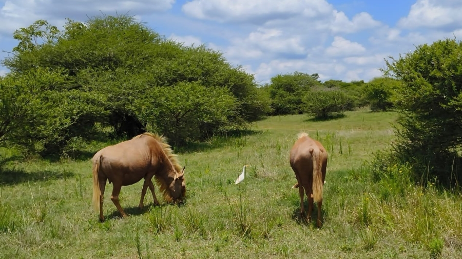 0 Bedroom Property for Sale in Intaba Indle Wilderness Estate Limpopo