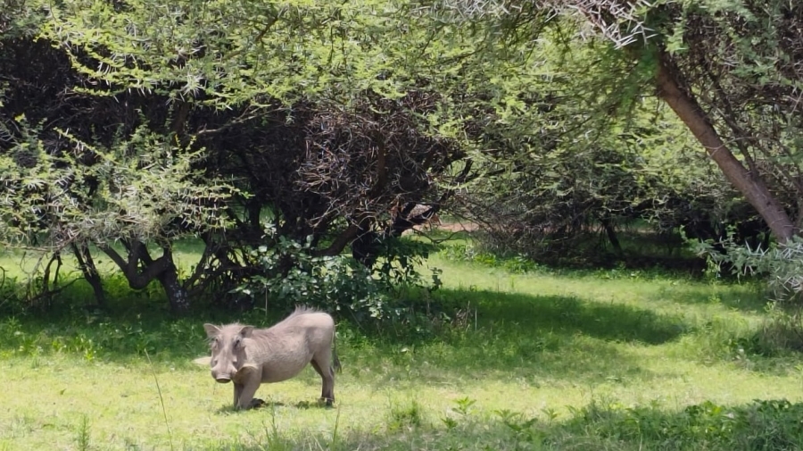 0 Bedroom Property for Sale in Intaba Indle Wilderness Estate Limpopo
