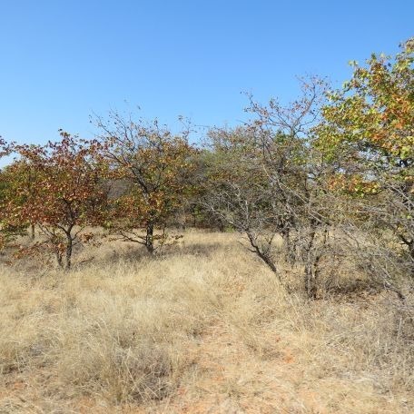 40 Bedroom Property for Sale in Musina Limpopo