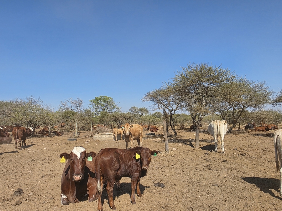 5 Bedroom Property for Sale in Dendron Limpopo
