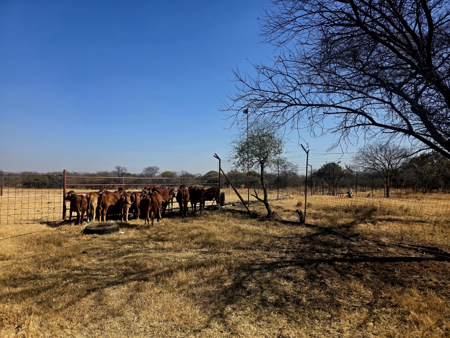 3 Bedroom Property for Sale in Grootvlei Limpopo