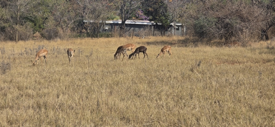 12 Bedroom Property for Sale in Bela Bela Limpopo