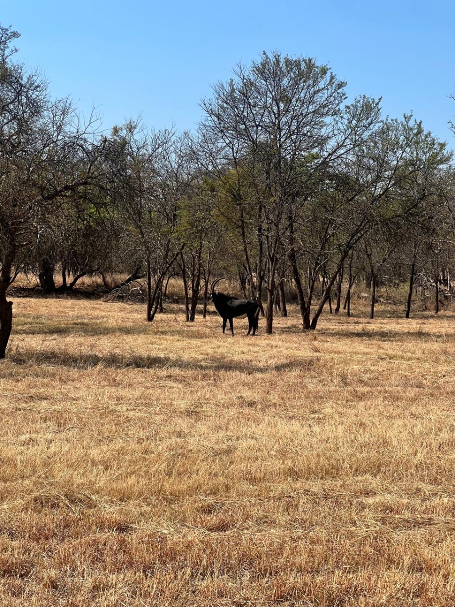 4 Bedroom Property for Sale in Mokopane Rural Limpopo
