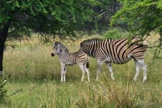 3 Bedroom Property for Sale in Intaba Indle Wilderness Estate Limpopo