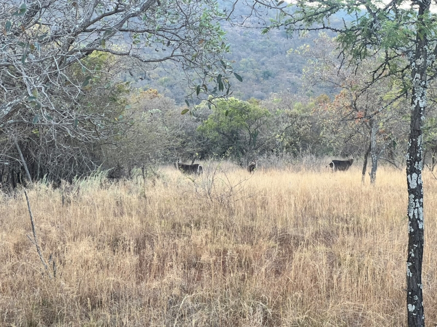 8 Bedroom Property for Sale in Mookgopong Rural Limpopo