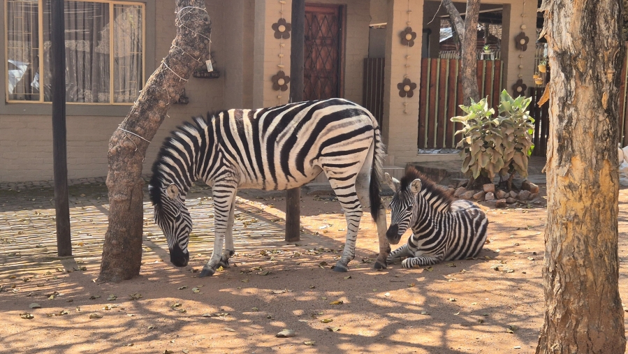 3 Bedroom Property for Sale in Leeupoort Limpopo