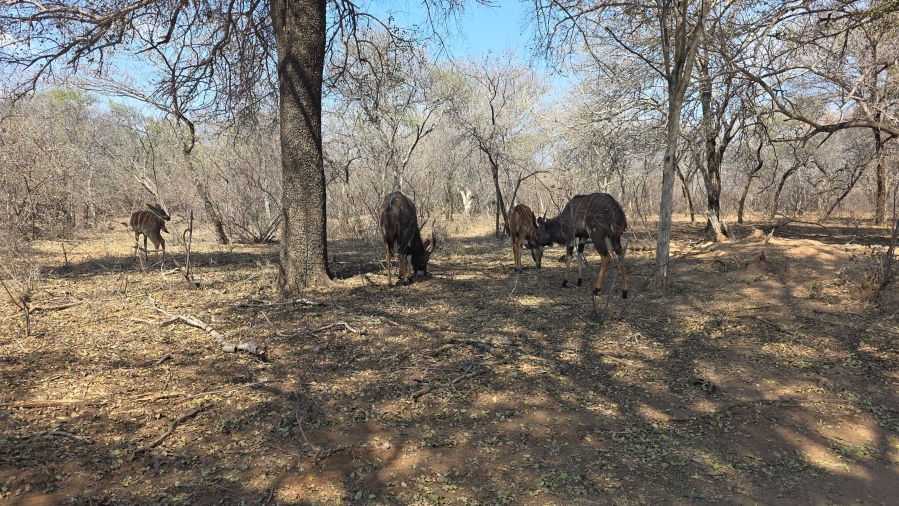3 Bedroom Property for Sale in Leeupoort Limpopo