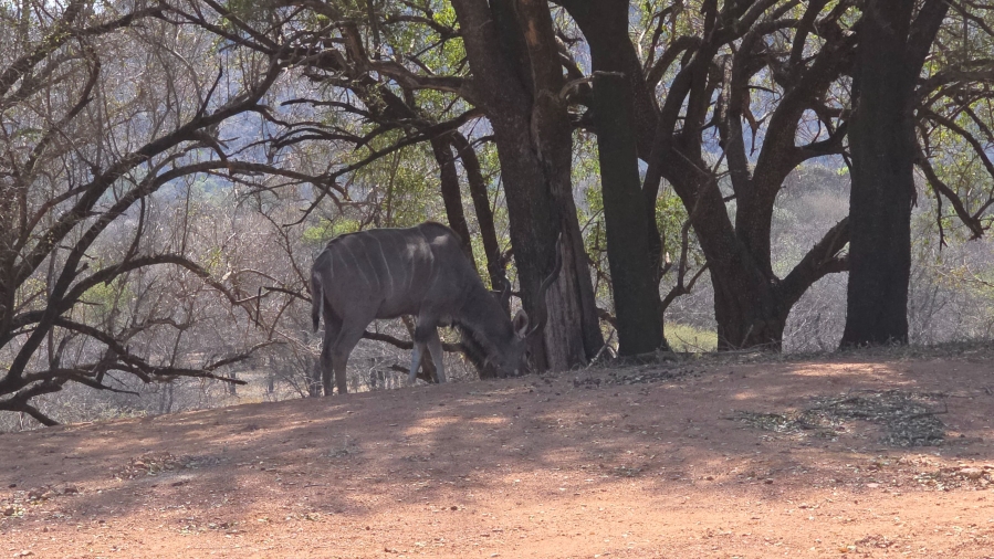 3 Bedroom Property for Sale in Leeupoort Limpopo