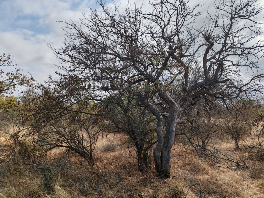 Commercial Property for Sale in Mopane Limpopo
