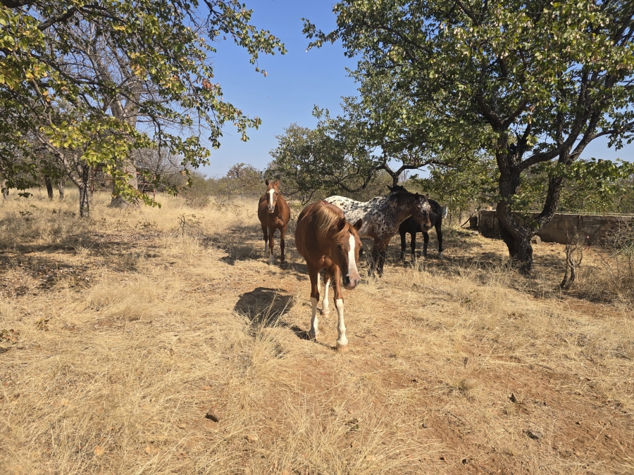 5 Bedroom Property for Sale in Mopane Limpopo