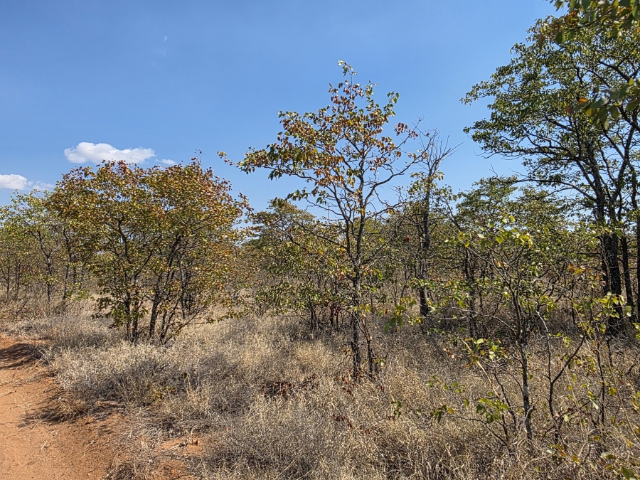 5 Bedroom Property for Sale in Mopane Limpopo
