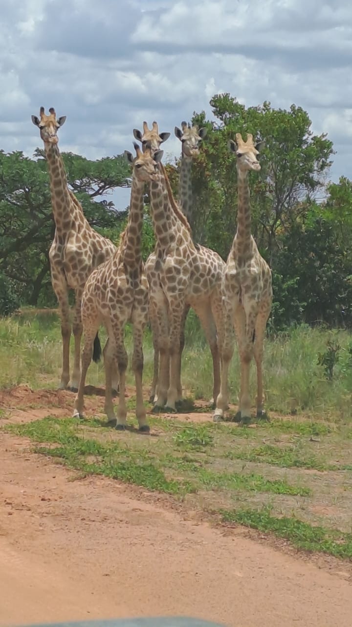 To Let 3 Bedroom Property for Rent in Verloren Estate Limpopo