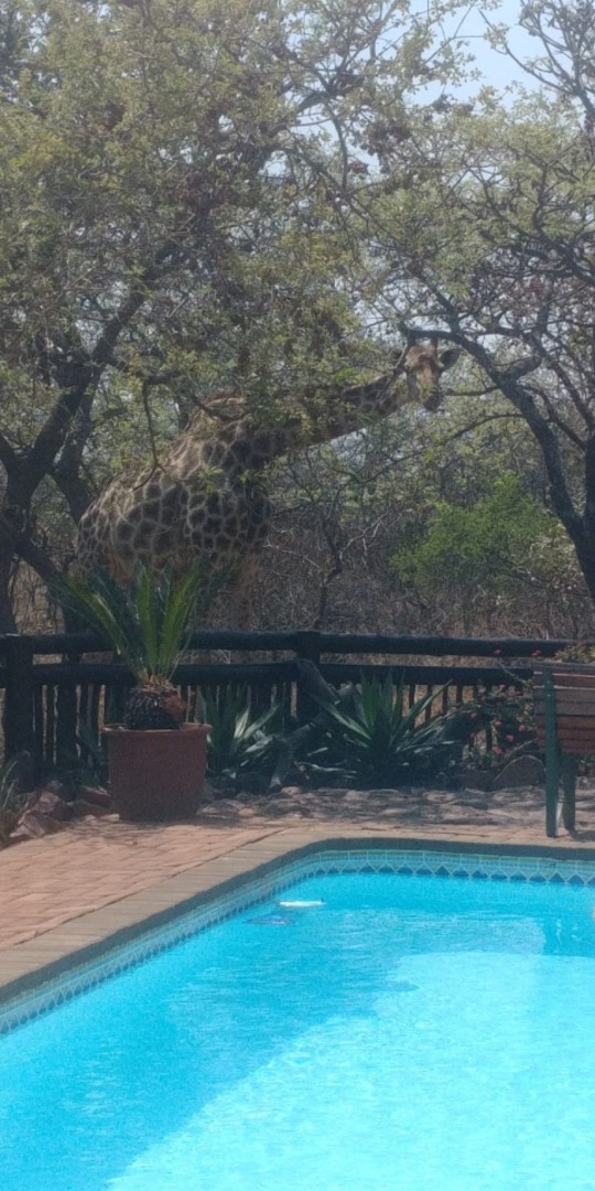 To Let 3 Bedroom Property for Rent in Verloren Estate Limpopo