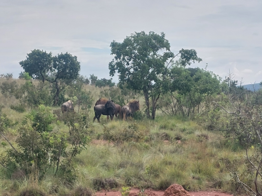 8 Bedroom Property for Sale in Modimolle Limpopo