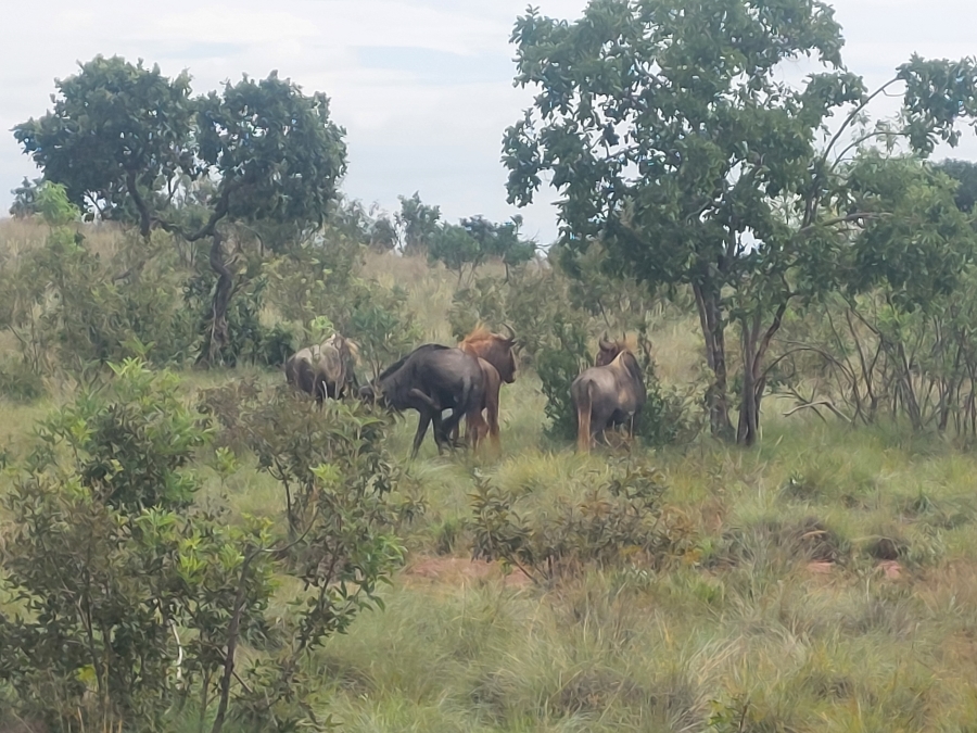8 Bedroom Property for Sale in Modimolle Limpopo