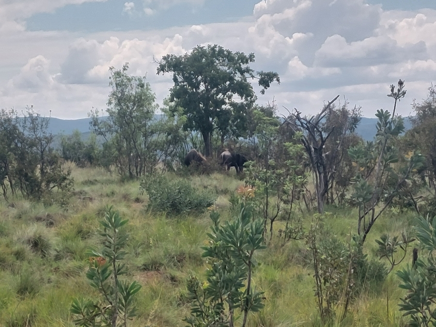 8 Bedroom Property for Sale in Modimolle Limpopo