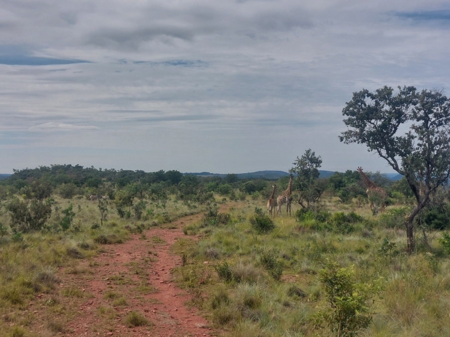 8 Bedroom Property for Sale in Modimolle Limpopo