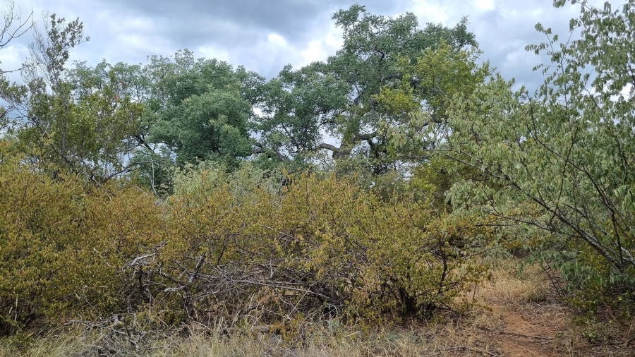 0 Bedroom Property for Sale in Raptors View Wildlife Estate Limpopo