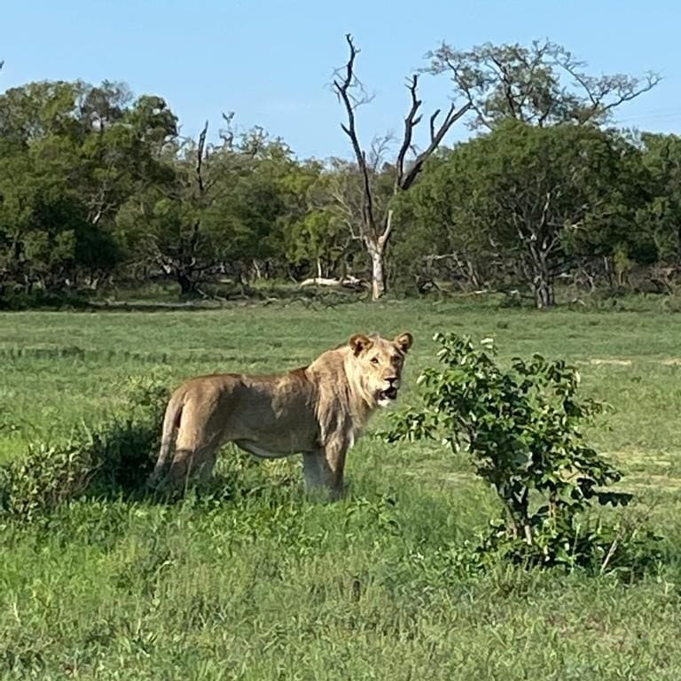 0 Bedroom Property for Sale in Moditlo Wildlife Estate Limpopo