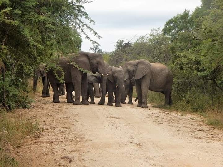 0 Bedroom Property for Sale in Moditlo Wildlife Estate Limpopo