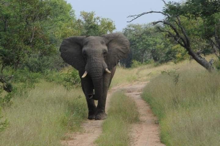 0 Bedroom Property for Sale in Moditlo Wildlife Estate Limpopo