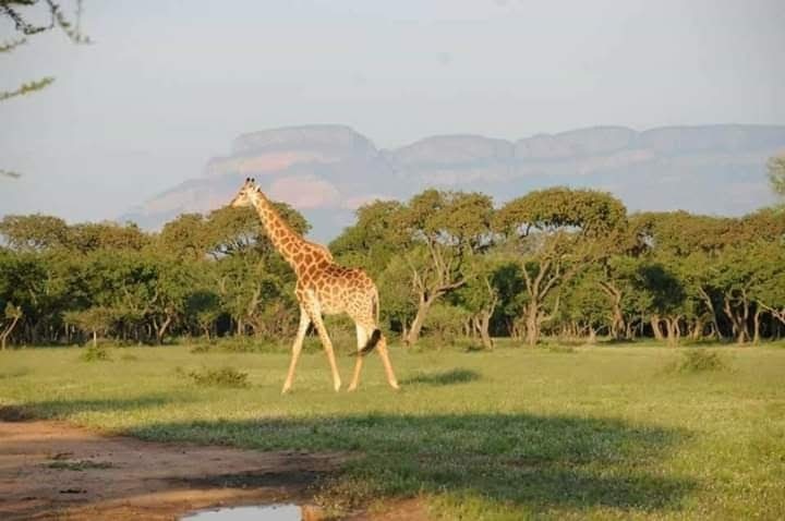0 Bedroom Property for Sale in Moditlo Wildlife Estate Limpopo