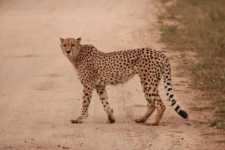 0 Bedroom Property for Sale in Moditlo Wildlife Estate Limpopo
