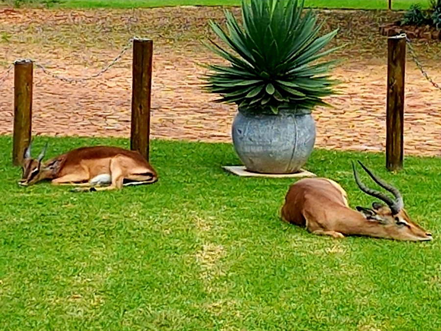 1 Bedroom Property for Sale in Mookgopong Limpopo