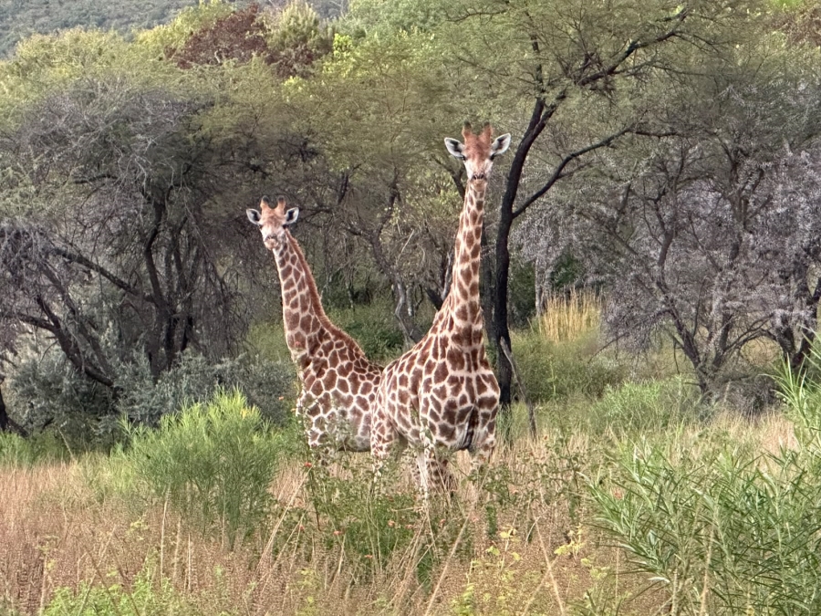 3 Bedroom Property for Sale in Mookgopong Rural Limpopo