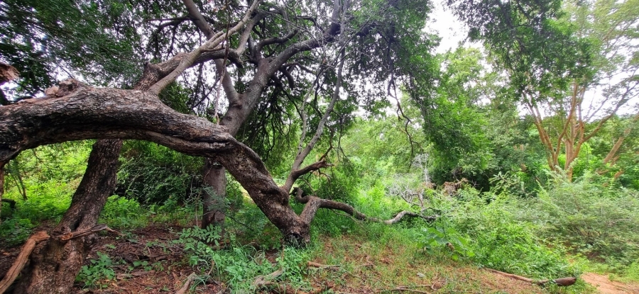 0 Bedroom Property for Sale in Elephant Rock Eco Estate Limpopo