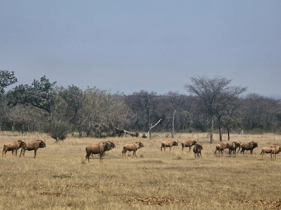 13 Bedroom Property for Sale in Mookgopong Limpopo