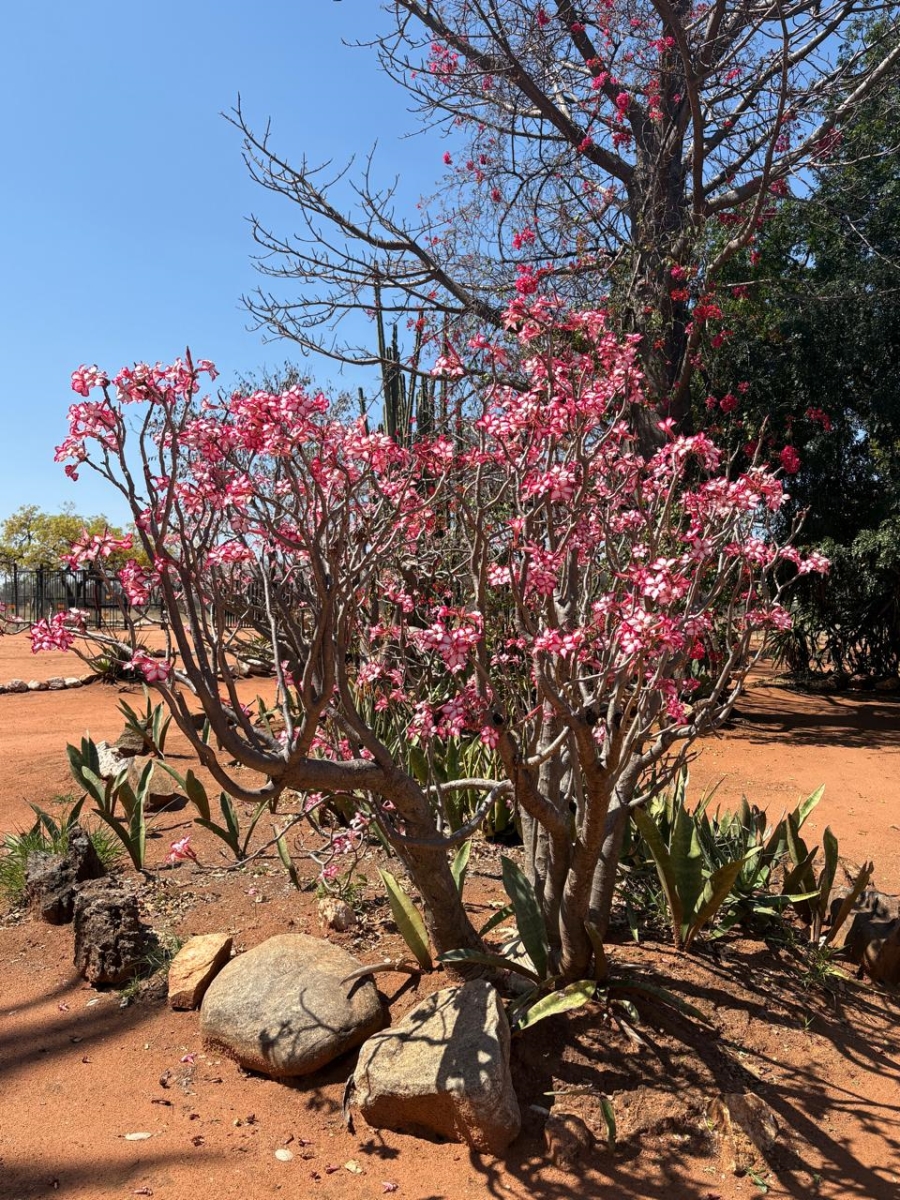 30 Bedroom Property for Sale in Alldays Limpopo
